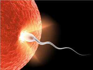 sperm entering egg hypnobirthing hull